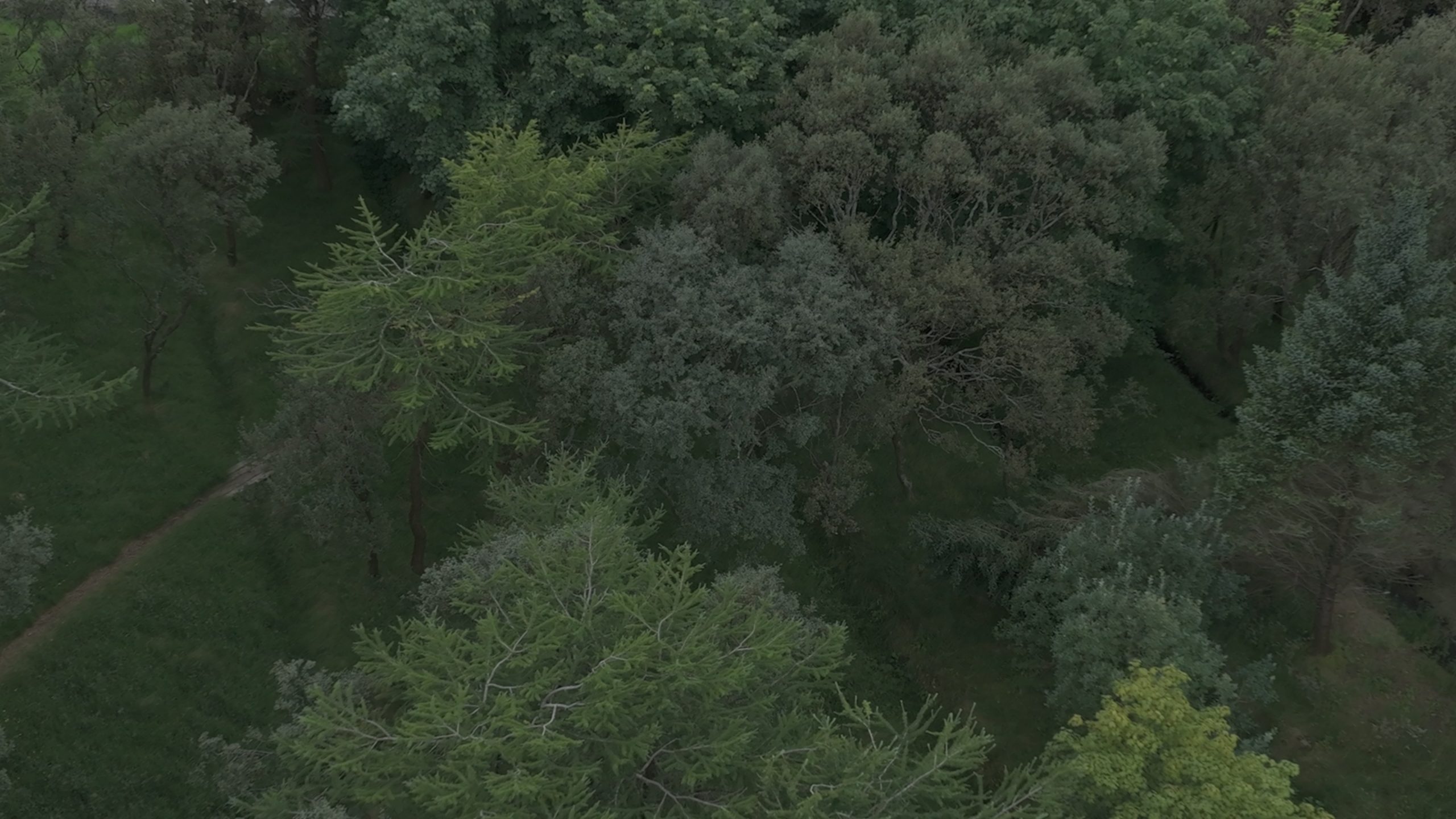 Plantation - Hvalvík - (Video) - (Summer)